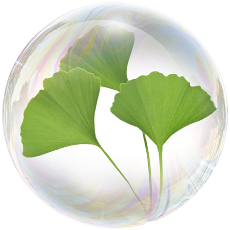 Ginkgo biloba (Ginkgo biloba)