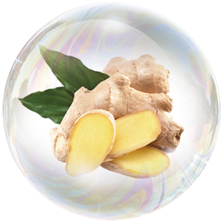 Ingwer (Zingiber officinale)