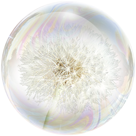 Löwenzahn (Taraxacum officinale)