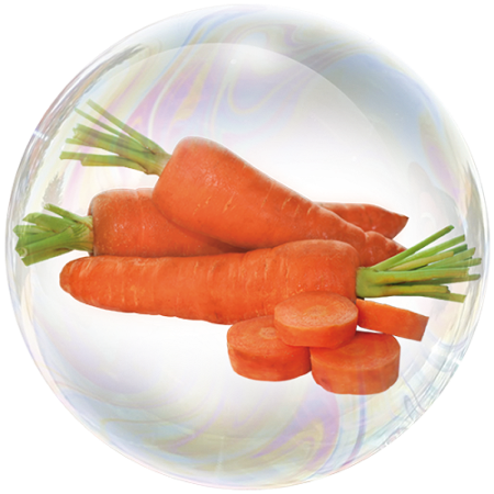 Karotte (Daucus carota)