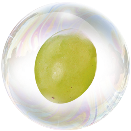 Traube (Vitis vinifera)